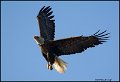 _0SB8974 american bald eagle